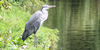 Airone cenerino, Ardea cinerea